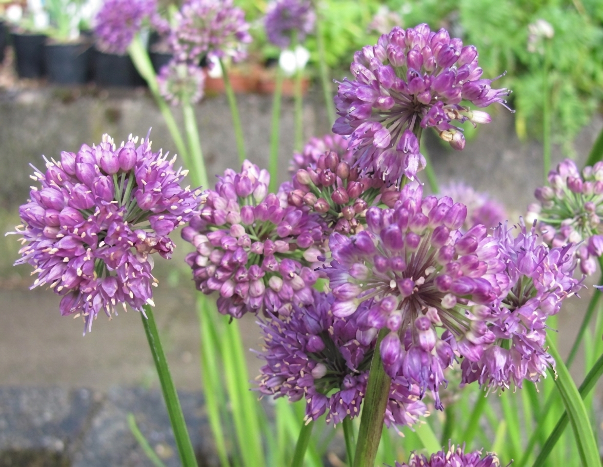 Allium thunbergii